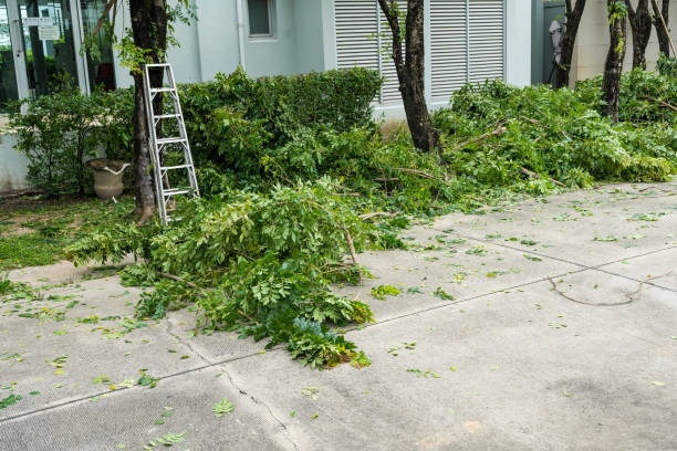 The Steps Involved in Our Tree Care Process in Chualar, CA